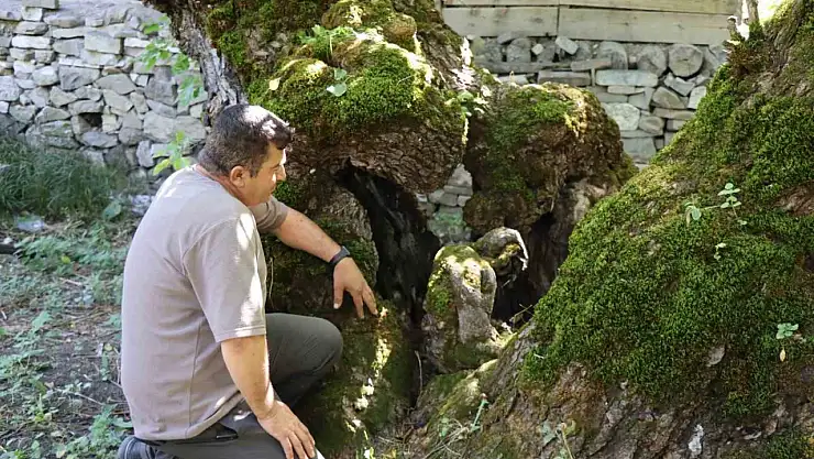 300 yıllık dut ağacında oluşan insan silueti hayranlık uyandırıyor