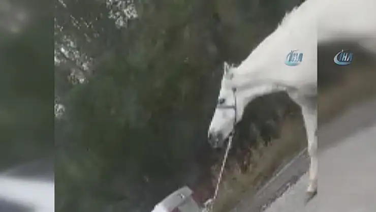 Masum atı aracının arkasına bağladı