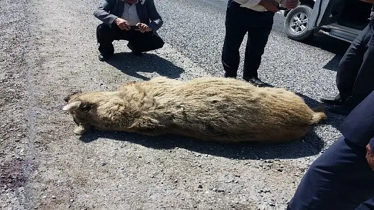 Ağrı'da aracın çarptığı ayı telef oldu