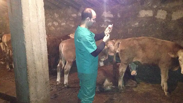 Ağrı'da şap aşısı başladı