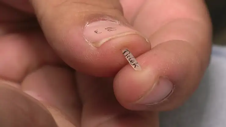 Usta eller pirinç tanelerinde hayat buluyor