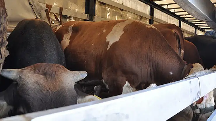 Büyükbaş hayvanlar Türkiye'ye alınmadı