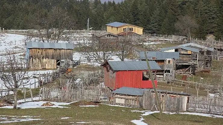 Aç kalan ayılar yayla evlerine saldırdı