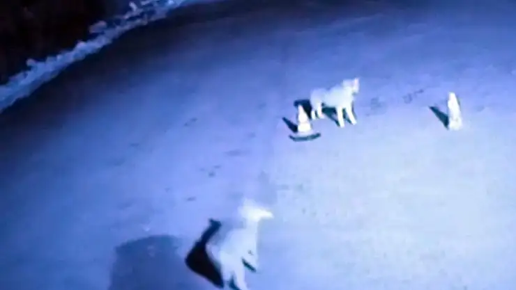 Taşlıçay'da kurtlar ilçe merkezine indi