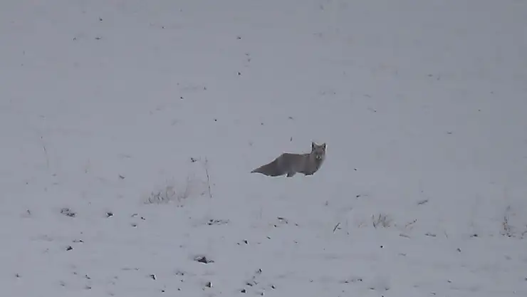 Ağrı'da aç kalan tilkiler şehir merkezine kadar indi