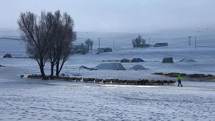 Ağrı'da besicilerin zorlu kış mücadelesi
