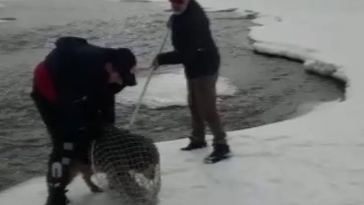 Murat Nehri'nde mahsur kalan kurt köpeğini itfaiye ekibi kurtardı