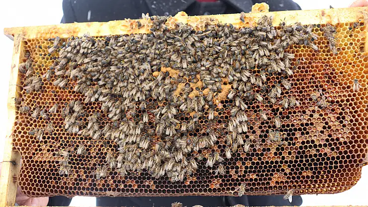 4 aydır kar altında bekletilen arılar telef oldu