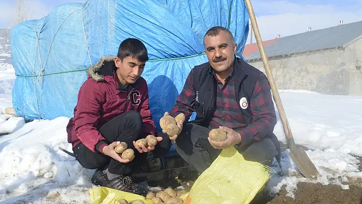 Toprağa gömülen patatesler sofraların vaz geçilmezi oluyor