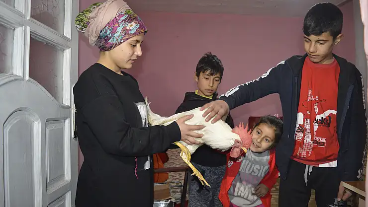 Ailenin Yedinci Üyesi 'Akıllı Horoz'