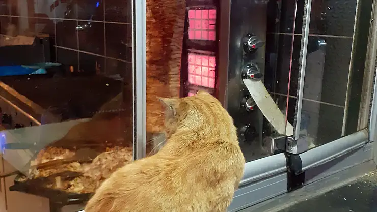 Ağrı'da tavuk dönere bakan aç kedi yürekleri sızlattı