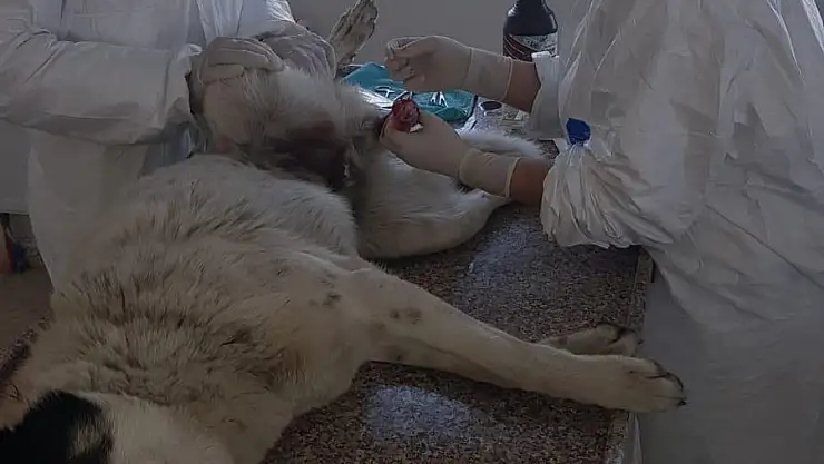 Ağrı'da sokak hayvanları kısırlaştırılıyor