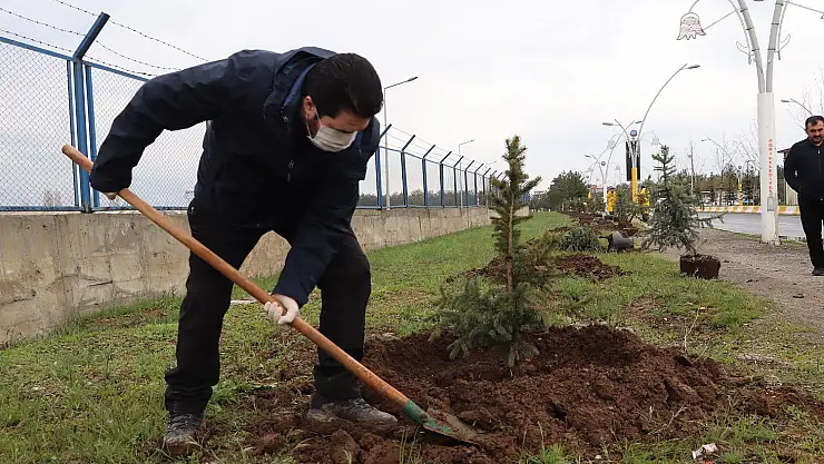 Ağrı Belediyesi 10 bin ağaç dikecek