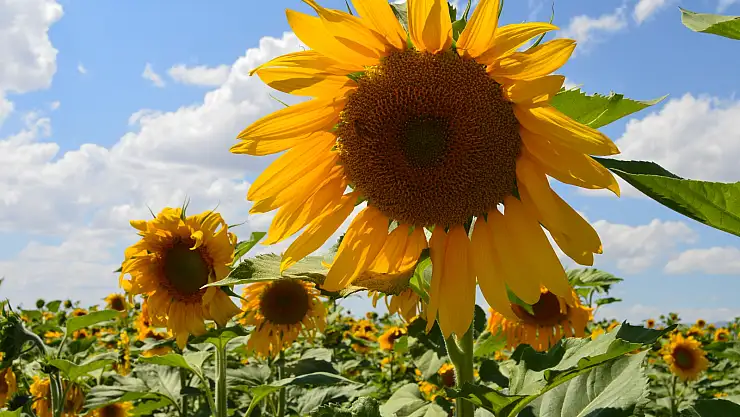 Sosyal Medyanın Yeni Akımı Ayçiçeği Tarlaları Oldu