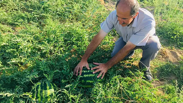 Bütün gününü tarlasına ektiği organik ürünlerle uğraşarak geçiriyor
