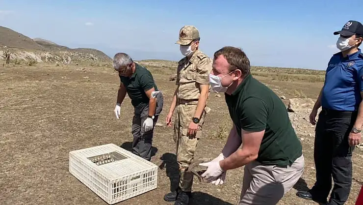 Ağrı Dağı'nda Kınalı Keklikler uçacak