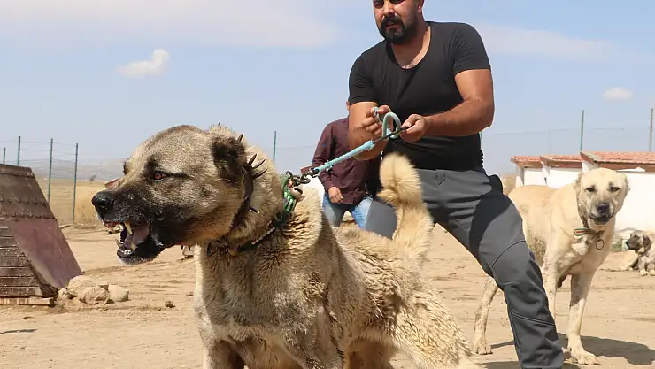 Ağrı'da terörle mücadelede safkan kangallar kullanılacak