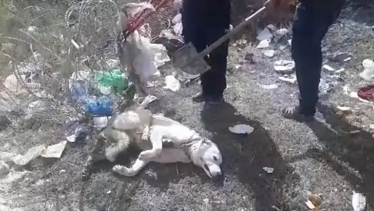 Ayağı Tellere Sıkışan köpek İtfaiye Ekiplerince Kurtarıldı