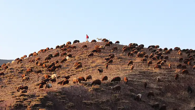 Ağrı'nın yaylalarına gelen göçerlerin zorlu dönüş yolculuğu devam ediyor
