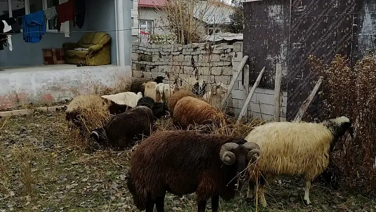 Ağrı'da küçükbaş hayvan çaldığı iddia edilen 2 kişi serbest bırakıldı