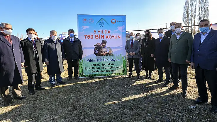 Ağrı'da 5 Yılda 750 bin koyun projesi kapsamında çiftçiler ilk koyunlarını teslim almaya başladı