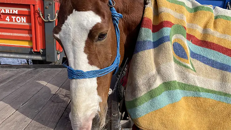 Atlarını Battaniyeye Sararak Soğuklardan Koruyorlar