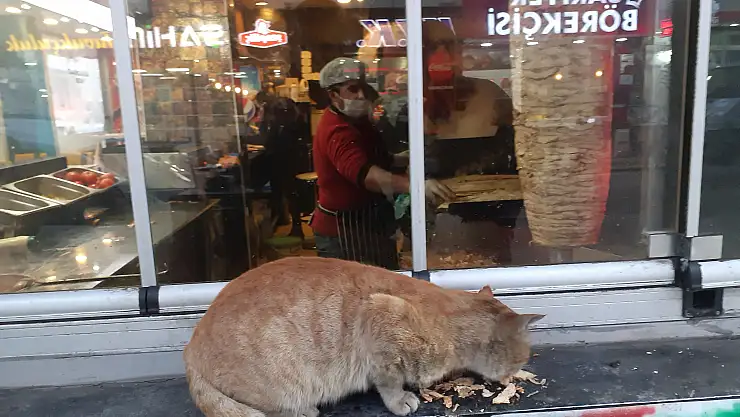 Ağrı'da karnı acıkan kedinin karnını döner ustası doyurdu