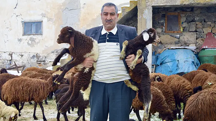 Ağrı'da '5 Yılda 750 bin Koyun' projesi ilk meyvelerini vermeye başladı