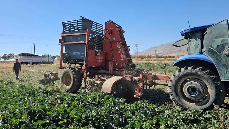 Adilcevaz'da 2025 Şeker Pancarı Hasadı Başladı, Çiftçinin Yüzü Gülüyor