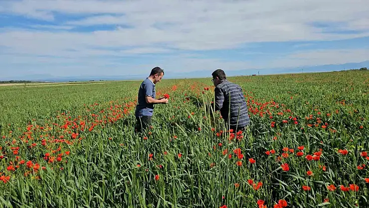 Adilcevaz'da Bahar Güzelliği: Gelinciklerle Bezenen Tarlalar