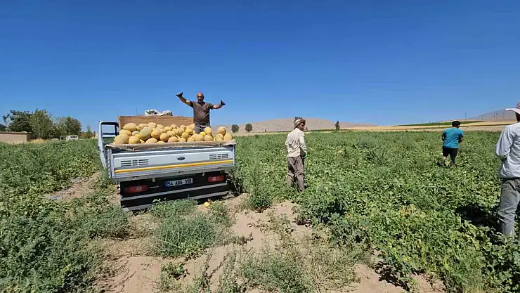 Adilcevaz'da Bal Kavunu Hasadı Başladı, Şehir Dışından Yüksek Talep Var!