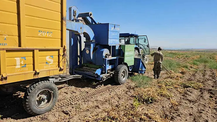 Adilcevaz'da Fasulye Hasadı Başladı, Hava Koşulları Verimi Etkiledi