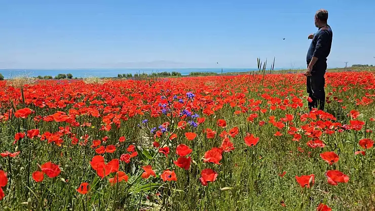 Adilcevaz'da gelincikler açtı, doğada renk cümbüşü oluşturdu!