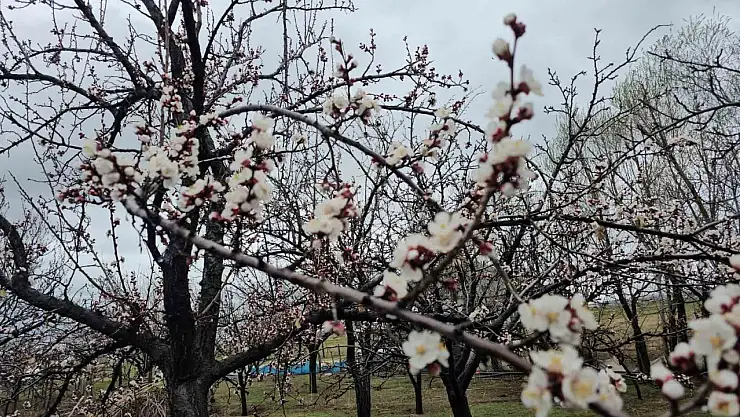 Adilcevaz'da iki mevsim bir arada