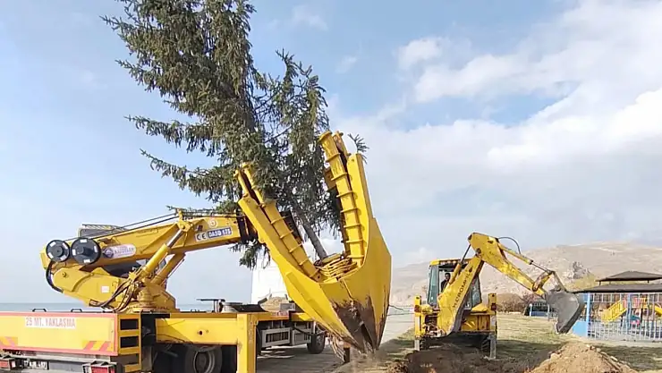 Adilcevaz'da Yeni Hastane Çalışmaları Sürerken Ağaçlar Güvenle Taşındı