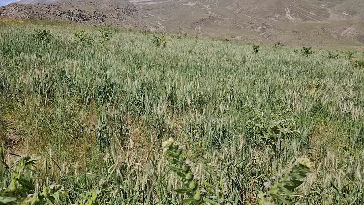 Adilcevaz'da Yoğun Soğuklar Buğday Başaklarını Verimsiz Hale Getirdi