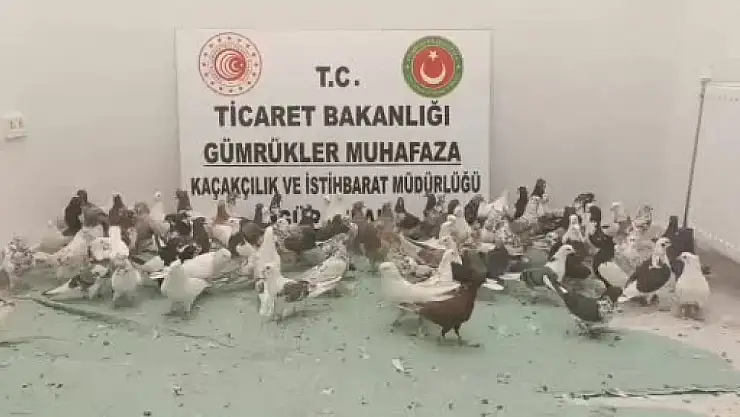 Ağrı'da 85 'cancan' cinsi güvercin ele geçirildi