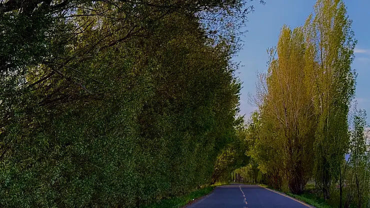 Ağrı'da ağaçlar tünel oluşturdu TRT park yolu yeniden yeşillendi