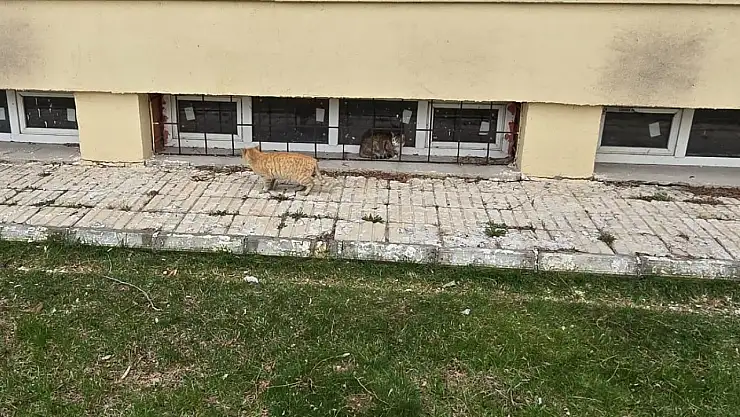 Ağrı'da ağaçta mahsur kalan kediye itfaiye müdahale etti
