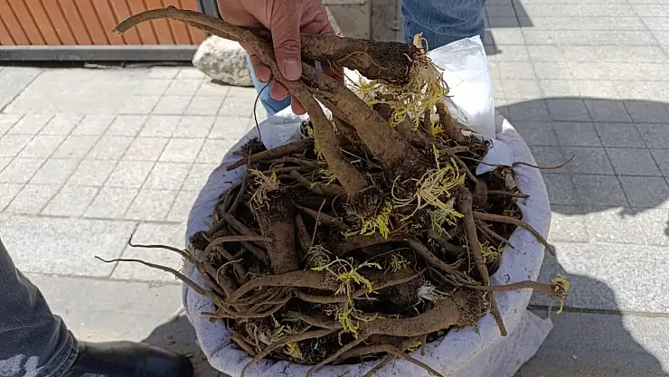 Ağrı'da Aladağ'ın şifası: Yabani havuç tezgâhlarda yerini aldı