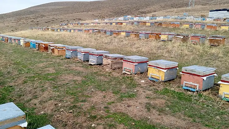Ağrı'da arıcılar bal sezonu sonrası kış hazırlıklarına başladı