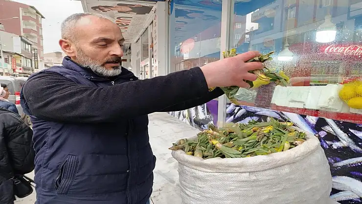 Ağrı'da baharın habercisi gulik otu sezonu başladı