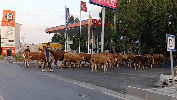 Ağrı'da büyükbaş hayvanlar trafiği kısa süreli aksattı