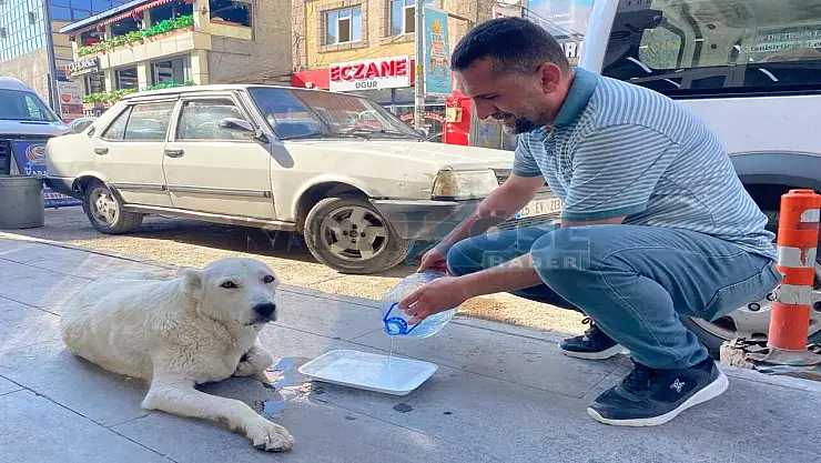 Ağrılı esnaftan sokak hayvanlarına serinleten yardım