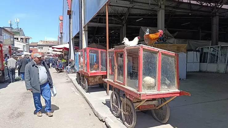 Ağrı'da güneşli günler canlı tavuk pazarını hareketlendirdi