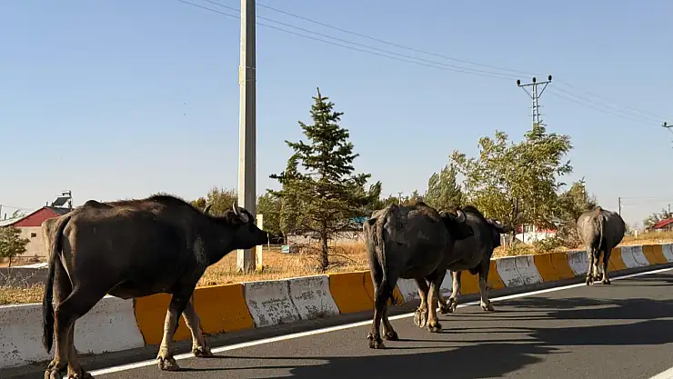 Ağrı'da havaalanı yolunda başıboş büyükbaş tehlikesi