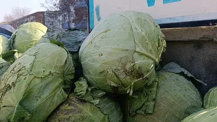 Ağrı'da her sezon olduğu gibi büyük lahanalar ilgi görüyor