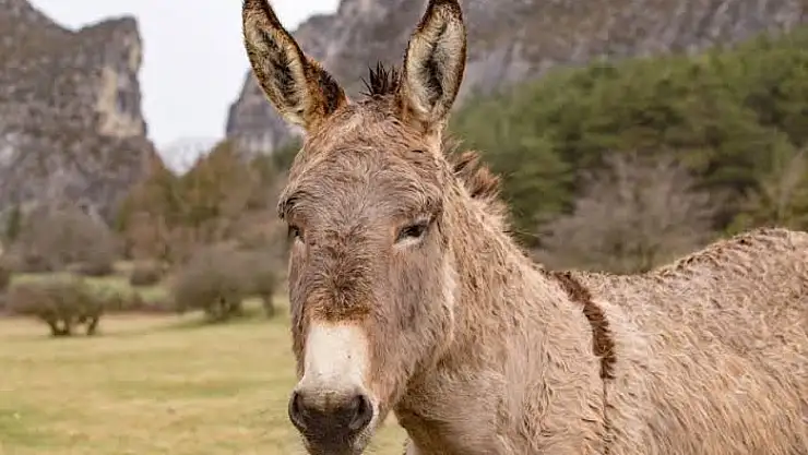 Ağrı'da kaç eşek var ? Türkiye'de zirveye oynuyoruz