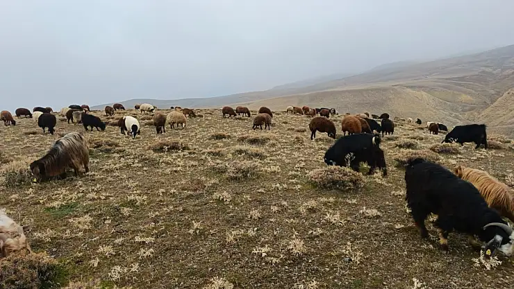 Ağrı'da kar yağışı gecikirken köylüler meralardan faydalanıyor