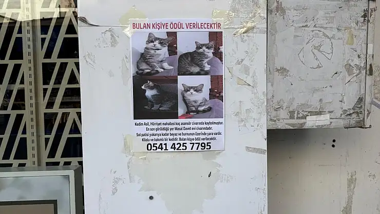 Ağrı'da kayıp kedi vakası: Sahibinden yardım çağrısı